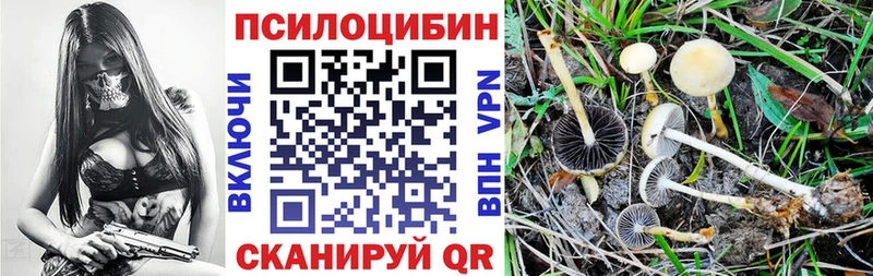 Купить где  Сусуман  Псилоцибиновые грибы Psilocybine cubensis 